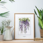 Glicynia - akwarela art print