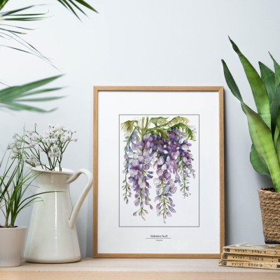 Glicynia - akwarela art print