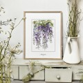 Glicynia – akwarela art print – zdjęcie 2