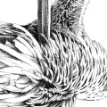 Pelikan – zdjęcie 4