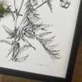 Wrotycz – rysunek botaniczny w oprawie – zdjęcie 2