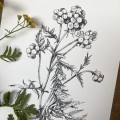 Wrotycz – rysunek botaniczny w oprawie – zdjęcie 3