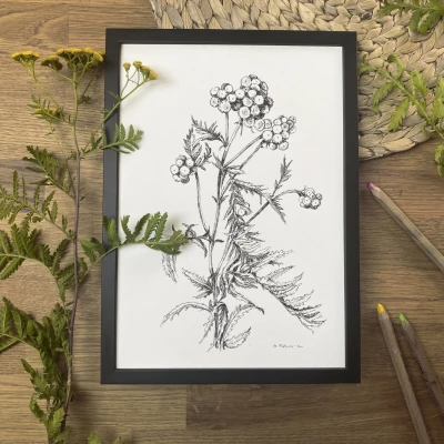 Wrotycz - rysunek botaniczny w oprawie.