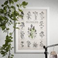 Plakat – Naturalnie Zioła – zdjęcie 8