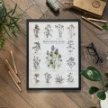 Plakat – Naturalnie Zioła – zdjęcie 5