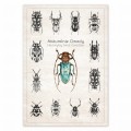 Plakat – Naturalnie Owady (niebieski) – zdjęcie 2