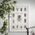 Plakat – Naturalnie Owady (niebieski) – zdjęcie 6