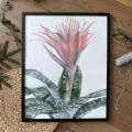 Aechmea. Akwarela w oprawie. ORYGINAŁ