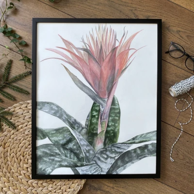 Aechmea.  Akwarela w oprawie. ORYGINAŁ