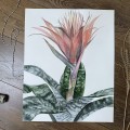Aechmea. Akwarela w oprawie. ORYGINAŁ – zdjęcie 2