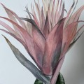 Aechmea. Akwarela w oprawie. ORYGINAŁ – zdjęcie 3