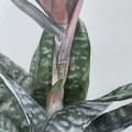 Aechmea. Akwarela w oprawie. ORYGINAŁ – zdjęcie 4