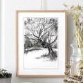 Wierzba – grafika art print w oprawie – zdjęcie 2