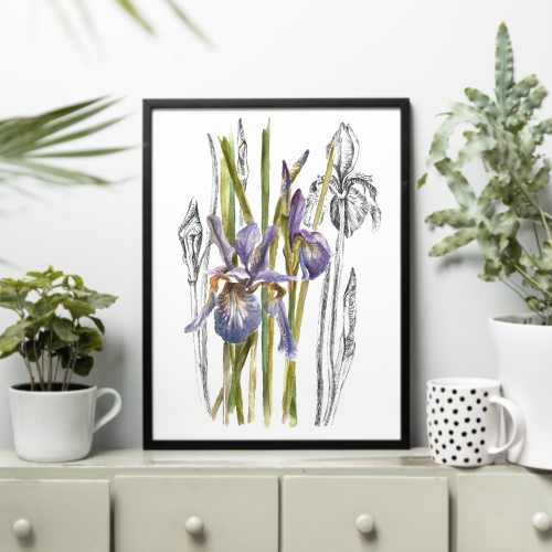 Irysy – grafika art print w oprawie