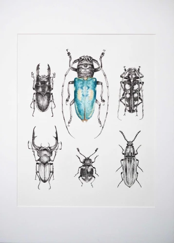 Owady I – grafika oryginał