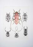Owady II - grafika oryginał